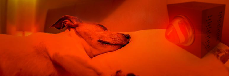 Red Light Therapy and Animals - Red Light Man