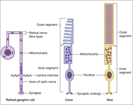 mitochondria in retinal eye cells
