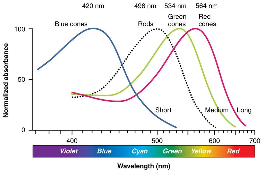 eye rods cones wavelength range