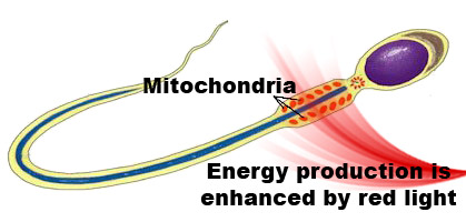 mitochondria and red light in sperm
